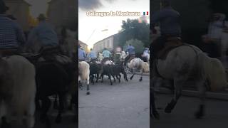 Abrivado Bandido Rapido💨 à Gallargue le Montueux 🇫🇷 le 09112023 [upl. by Gaylord]