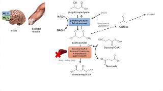 Ketone Body Metabolism  Ketolysis  Transport Absorption and Catabolism [upl. by Nocam]