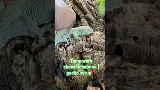 chahoua gecko enclosure setup😨‼️MUST WATCH 🤩 [upl. by Nivri]