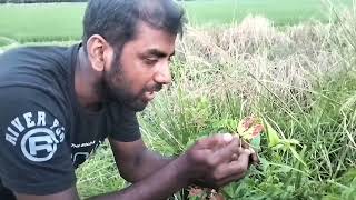 Liliaceae family Class XI new syllabus practical experience in nature [upl. by Atal812]