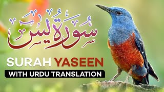 Surah Yasin  Yaseen  with Urdu Translation  Quran Tilawat Beautiful Voice  Hindi Tarjuma [upl. by Ojeitak]