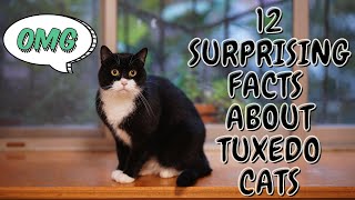 12 Surprising Facts About Tuxedo Cats OLD VERSION [upl. by Campball28]