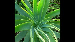 How To Identify The Real Aloe Vera Plant [upl. by Eerdua]