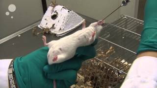 Oral Gavaging On Mouse [upl. by Gerhardine186]