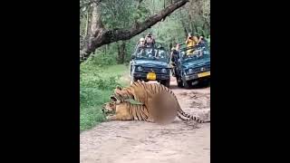 Rare Sighting Tigers Mating in Zone 6 of Ranthambore [upl. by Nrobyalc]