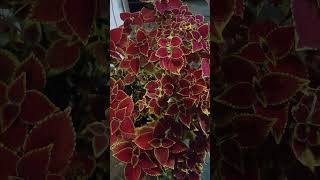 Beautiful foliage plant Coleus garden ornamental shorts [upl. by Eceinert749]