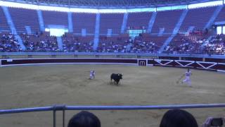 Recortadores Spanish Acrobatic BullLeaping Logroño 2012 [upl. by Doralynn]