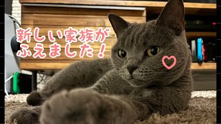 新しい家族がやってきた！【シャルトリューChartreux cat】 [upl. by Euqinue]