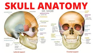 Skull Anatomy  Bones of Skull [upl. by Whitman]