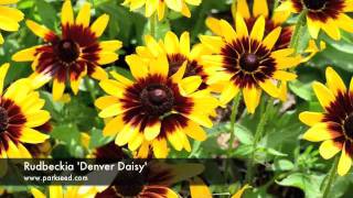 Rudbeckia Denver Daisy [upl. by Cavit948]