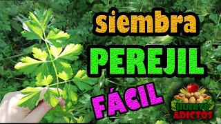 PEREJIL 🌱 GUÍA DE SIEMBRA Cuidados y Consejos para huerto urbano [upl. by Nodnek]