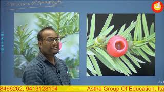 Lecture  1 taxus plant morphology and stem anatomy [upl. by Erodeht]