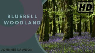 Forest Birdsong Nature Sounds  Bluebell Woodland  HD 1 Hour Birdsong Version Studying Series Ep7 [upl. by Gnad]