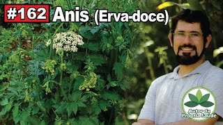 Autor da Própria Saúde  Anis Ervadoce menopausa gastrite diabetes prisãodeventre [upl. by Anissej]