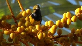 Olive back sunbird [upl. by Linnie]