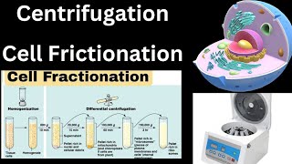 centrifugation cell fractionation class 11 biology techniques used in cell biology neet ncert mdcat [upl. by Laeahcim788]