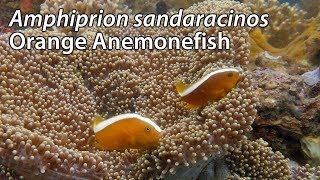 Orange Anemonefish Amphiprion sandaracinos Stock Footage  4k UHD 3840x216030p [upl. by Reinwald]