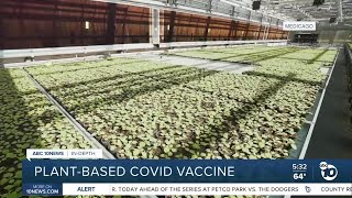 Indepth plantbased COVID vaccine [upl. by Ynej808]