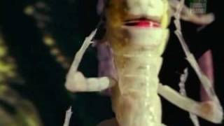 Praying Mantis Documentary Part 1 [upl. by Ddot]