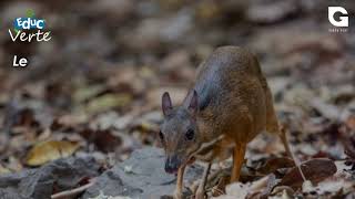 Le chevrotain aquatique [upl. by Artemas]