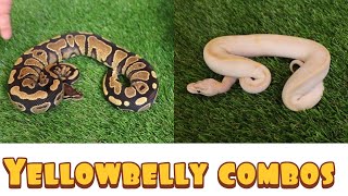 A look at my yellowbelly ball pythons [upl. by Vince]