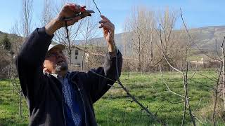 Poda del manzano Cultivo ecológico de manzanas para sidra [upl. by Pirbhai192]