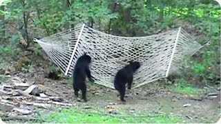 Two Bear Cubs Play On A Hammock [upl. by Eelrahc]