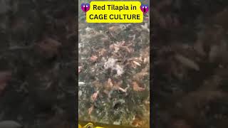 Amazing Red Tilapia harvesting in Cage Culture 😱😱🔥🔥 Fish farming Business in India [upl. by Cavan]