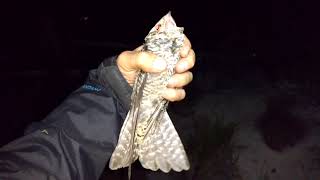 Common Nighthawks Chordeiles minor in the hand  Alberta [upl. by Carter]