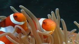 Anemonenfische  Clownfish Nemo div [upl. by Manvel315]