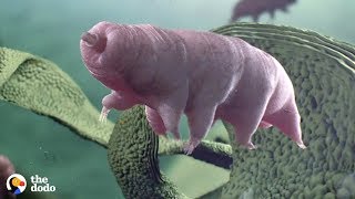 Tardigrades Are the Toughest Animal on Earth that can Survive Space and Volcanoes  The Dodo [upl. by Liatrice]