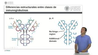 Clases de Anticuerpos  425  UPV [upl. by Zsamot]