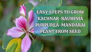 Easy Steps To Grow KachnarBauhinia PurpureaMandarai Plant From Seed [upl. by Yahsram]