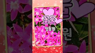 꽃물 정동원 plant pentas lanceolata 펜타스란체올라타 감성힐링tv [upl. by Eigger]