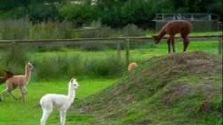 Baby Alpacas Playing at The Alpaca Park [upl. by Randy]