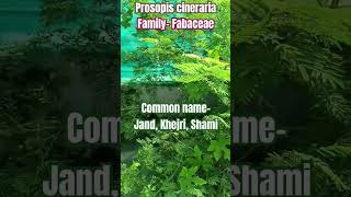 Shamii plant care and importance Prosopis cineraria fabaceae family  jand  khejri terracegarden [upl. by Noorah916]