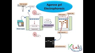 Agarose Gel Electrophoresis HD Principle Methodology amp Protocol [upl. by Nomelihp483]