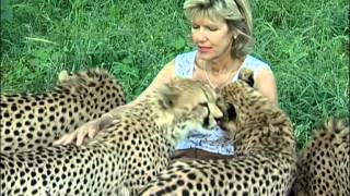 Enchanting Cheetahs Purring Predators at Feeding Time [upl. by Jacie27]