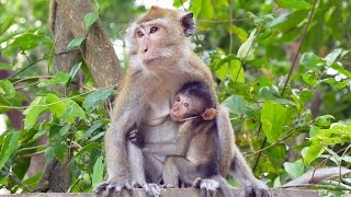 Crabeating or Longtailed Macaques Macaca fascicularis  Javaneraffen oder Langschwanzmakaken 1 [upl. by Atsyrk]