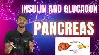 How Insulin and Glucagon Control Your Hunger neet 2025 in hinglish [upl. by Ynaffad]