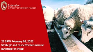 Strategic and Cost Effective Mineral Nutrition for Sheep [upl. by Aldwin]