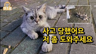 ep1 교통사고로 길바닥에 누워 꼼짝 못 하는 품종묘 고양이를 구조 했습니다 [upl. by Lennox866]