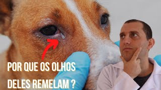 8 causas de remela no olho de cães e gatos [upl. by Coltin]