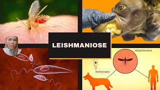 Leishmaniose [upl. by Soigroeg]