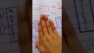 Phospholipid Structure  Chapter 17 Lippincott Biochemistry Part 1 [upl. by Cyd723]