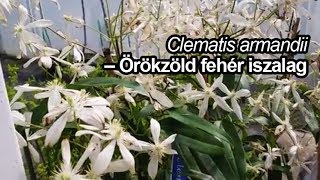 Clematis armandii – Örökzöld fehér iszalag [upl. by Hailahk]