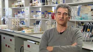 Model Organisms  Drosophila  Charalambos Kyriacou Full Interview [upl. by Kreager]