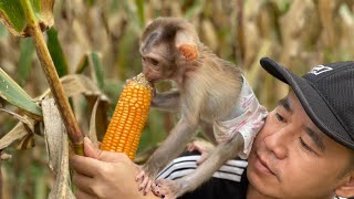 Lucky monkey go pick corn and bathe in the stream Monkey Lucky [upl. by Bernard]