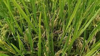 rice crops 🌾 2024  Farming With D2 Nature [upl. by Humfried]