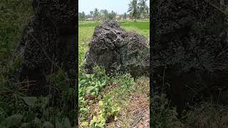 MENHIR BATU PURBA DI TENGAH SAWAH [upl. by Lewap]